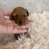 タイニープードル