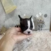 フレンチブルドッグ【鹿児島県・女の子・2025年10月23日・パイド】の写真2