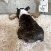 フレンチブルドッグ【鹿児島県・女の子・2025年10月23日・パイド】の写真3