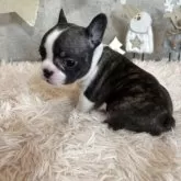 フレンチブルドッグ【鹿児島県・女の子・2025年10月23日・パイド】の写真4