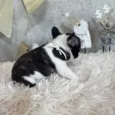 フレンチブルドッグ【鹿児島県・女の子・2025年10月23日・パイド】の写真5