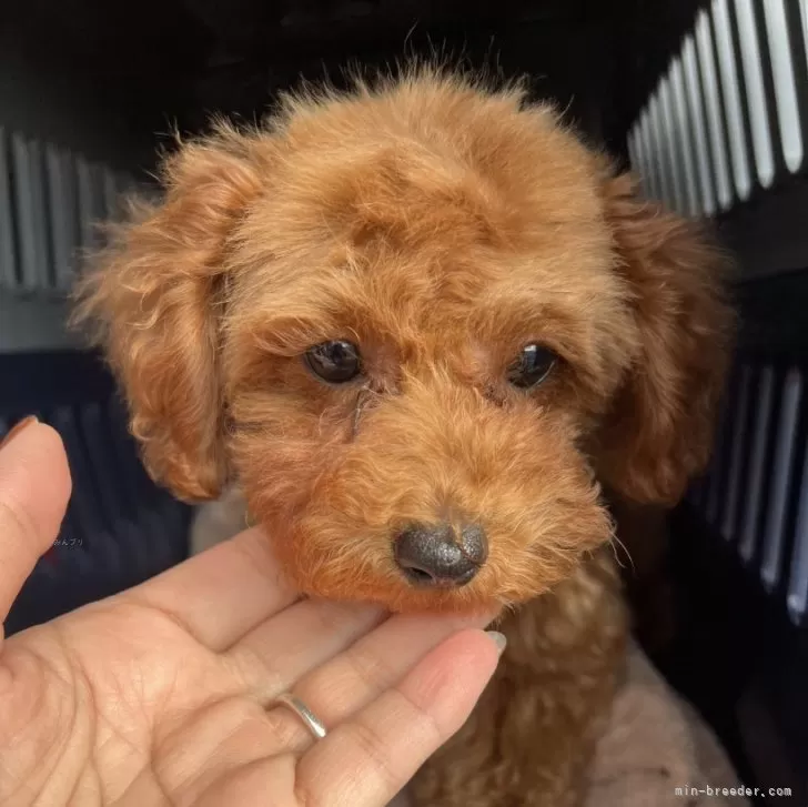 ましゃ 様のお迎えした子犬