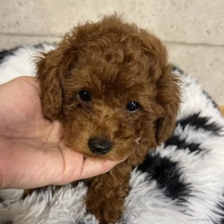 ID：2311-06439の子犬