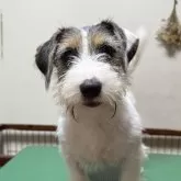 ジャックラッセルテリア【千葉県・女の子・2025年5月23日・ホワイト&ブラック&タン】の写真1「よく遊びよく食べます。頭の良い子です。」