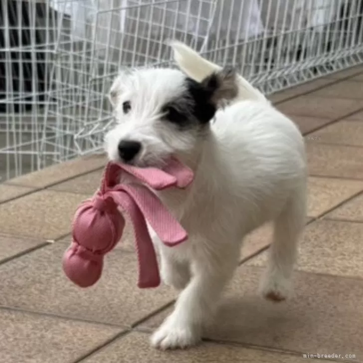 ID:2410-01903の子犬