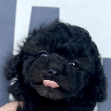 タイニープードル【兵庫県・女の子・2025年9月11日・ブラック】の写真「小ぶりな両親から産まれた…控えめちゃん♡」