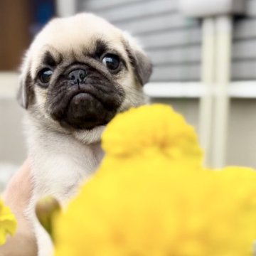 パグ【兵庫県・女の子・2025年9月30日・フォーン】の写真「優しいお顔がチャームポイント♡」