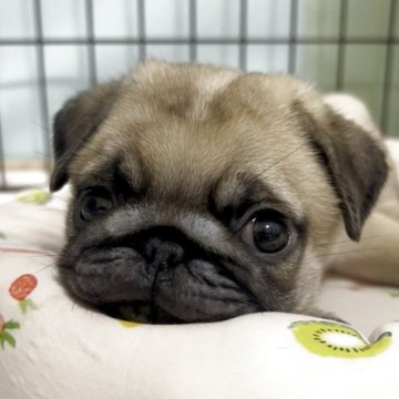 パグ【兵庫県・男の子・2025年8月29日・フォーン】の写真「文句なし‼️」