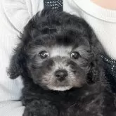 タイニープードル