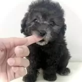 タイニープードル