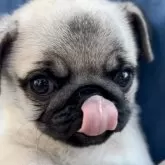 パグ