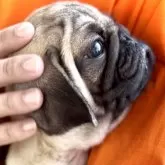 パグ