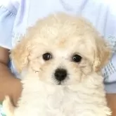 ティーカッププードル【兵庫県・女の子・2025年5月25日・ホワイト】の写真2