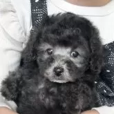 タイニープードル【兵庫県・女の子・2025年9月11日・シルバー(グレー)】の写真5