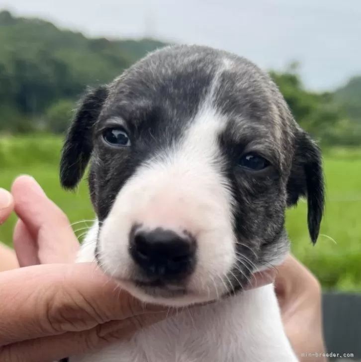ID:2406-06630の子犬