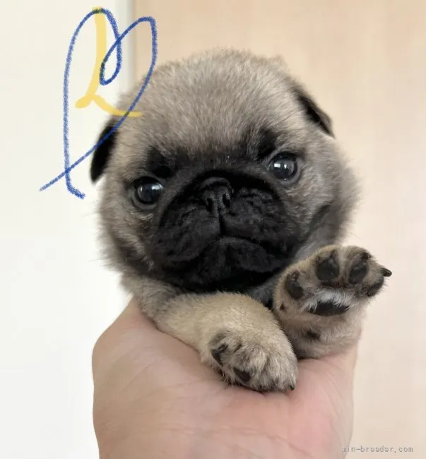 ID：2204-01413の子犬