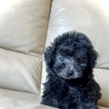 トイプードル(タイニー)【兵庫県・女の子・2024年6月26日・シルバー(グレー)】の写真「週末までの限定募集‼️」