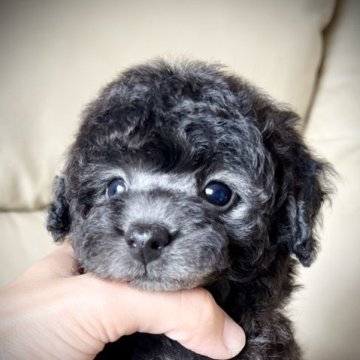 トイプードル(トイ)【兵庫県・女の子・2023年3月9日・シルバー】の写真「トロロちゃん」