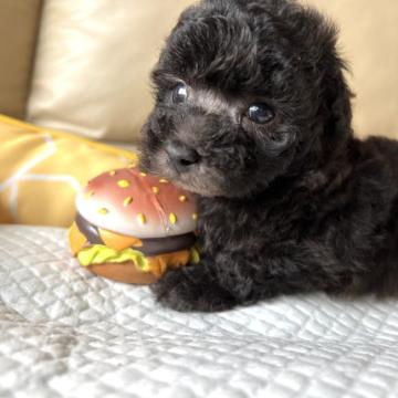 トイプードル(タイニー)【兵庫県・女の子・2022年5月28日・シルバー】の写真「おっとりgirl♡」