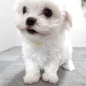 マルチーズ【宮崎県・女の子・2025年9月7日・ホワイト】の写真2