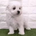 マルチーズ【宮崎県・男の子・2025年1月4日・ホワイト】の写真4
