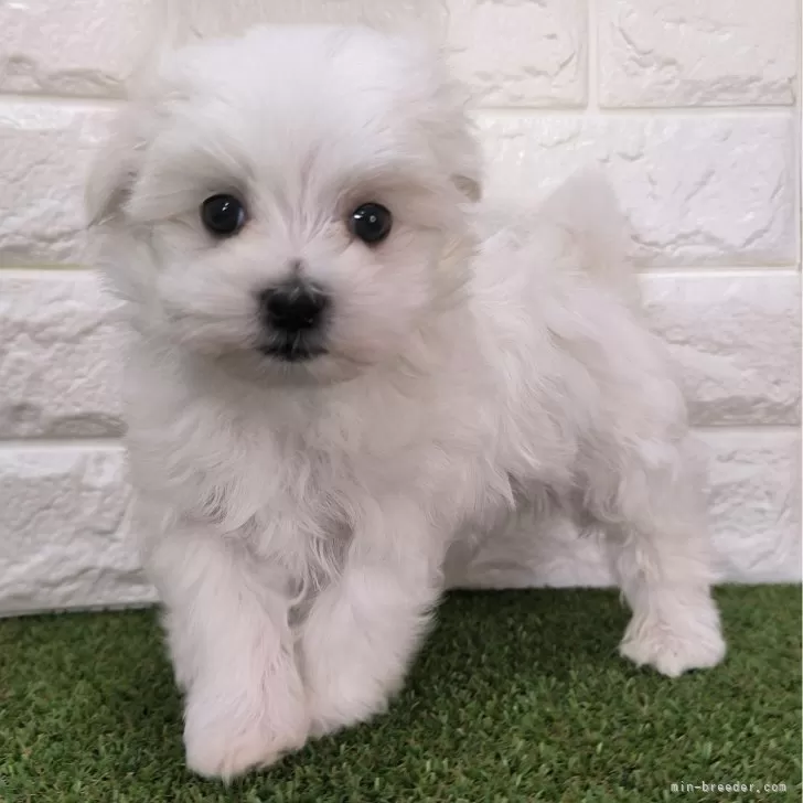 ID：2502-01437の子犬