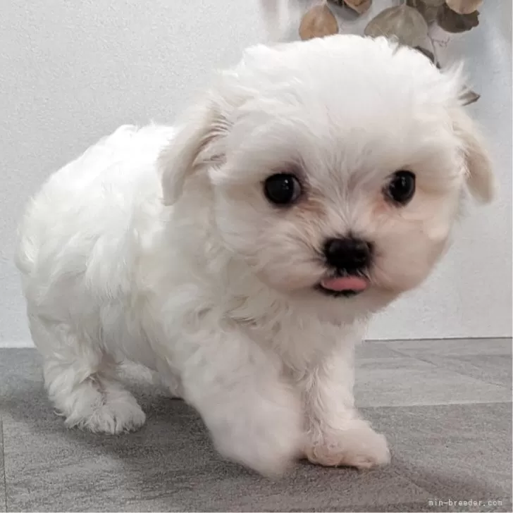 マルチーズ【宮崎県・女の子・2025年9月7日・ホワイト】の写真1