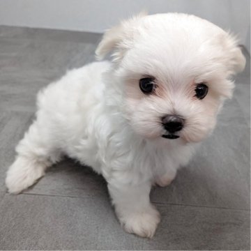 マルチーズ【宮崎県・女の子・2025年9月7日・ホワイト】の写真「とってもかわいい女の子です!」