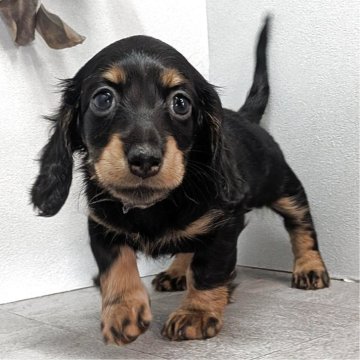 ミニチュアダックスフンド(ロング)【宮崎県・女の子・2025年9月23日・ブラックタン】の写真「【11/18迄見学可】とってもかわいい女の子です！」