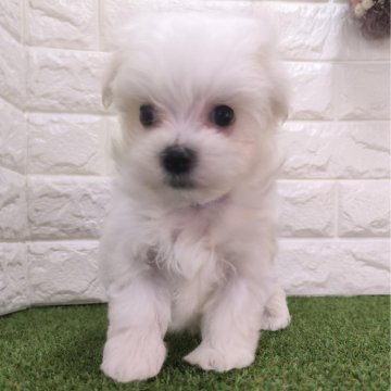 マルチーズ【宮崎県・男の子・2025年1月4日・ホワイト】の写真「【3/4迄見学可】とってもかわいい男の子です！」