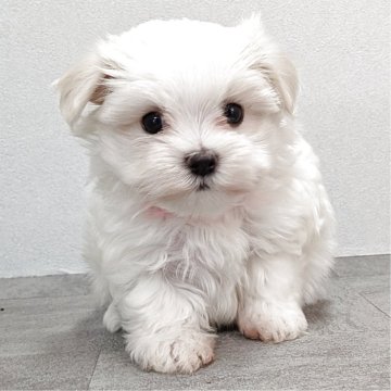 マルチーズ【宮崎県・女の子・2025年9月7日・ホワイト】の写真「とってもかわいい女の子です!」
