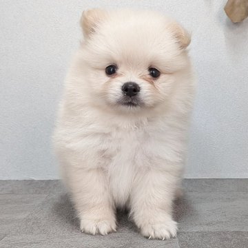 ポメラニアン【宮崎県・男の子・2025年7月14日・クリーム】の写真「とっても可愛い男の子です！！」