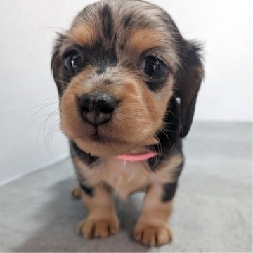 カニンヘンダックスフンド(ロング)【宮崎県・女の子・2025年10月20日・シルバーダップル】の写真「とってもかわいい女の子です！」