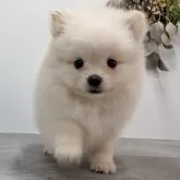 ポメラニアン