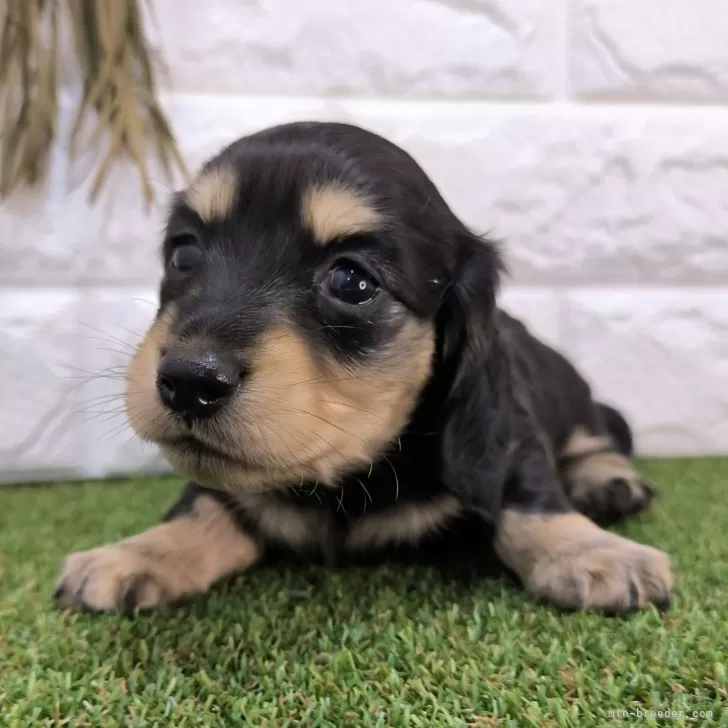 ID：2403-06272の子犬
