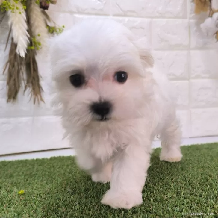 ID：2406-03047の子犬