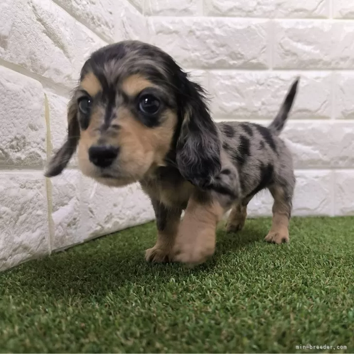 ID：2312-03449の子犬