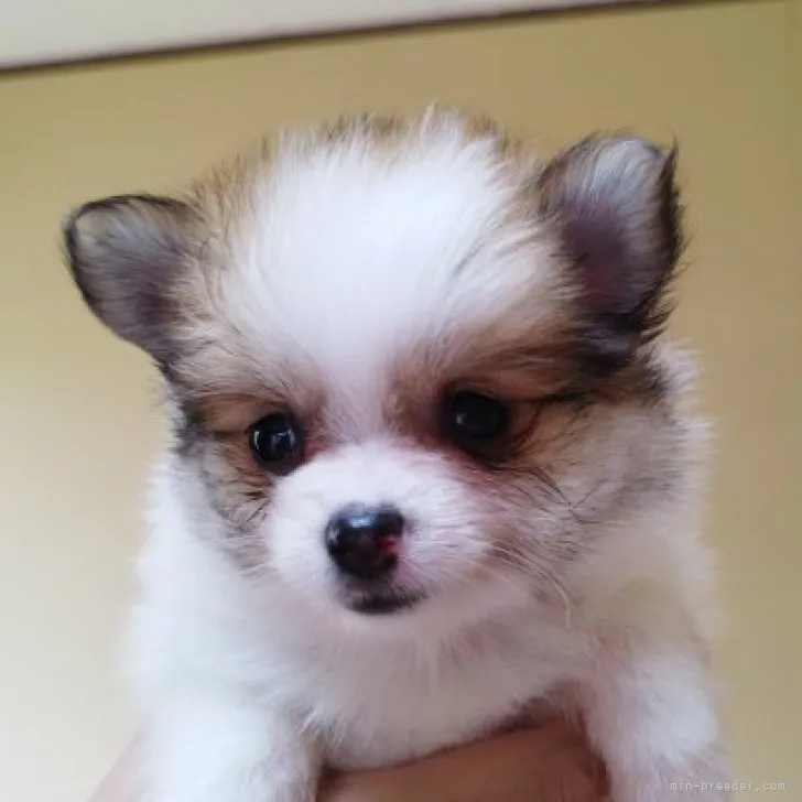 ID：2307-06163の子犬