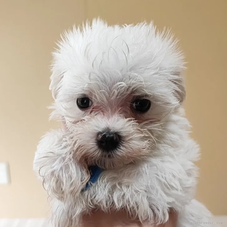 ID：2307-04350の子犬