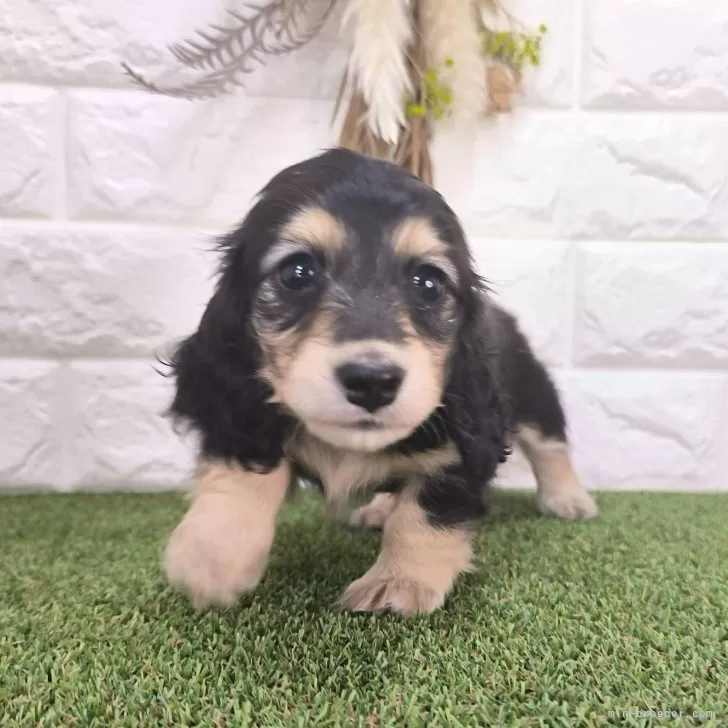 H.M 様のお迎えした子犬