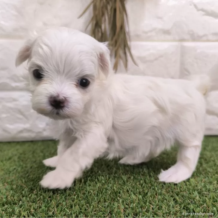 ID:2405-02564の子犬