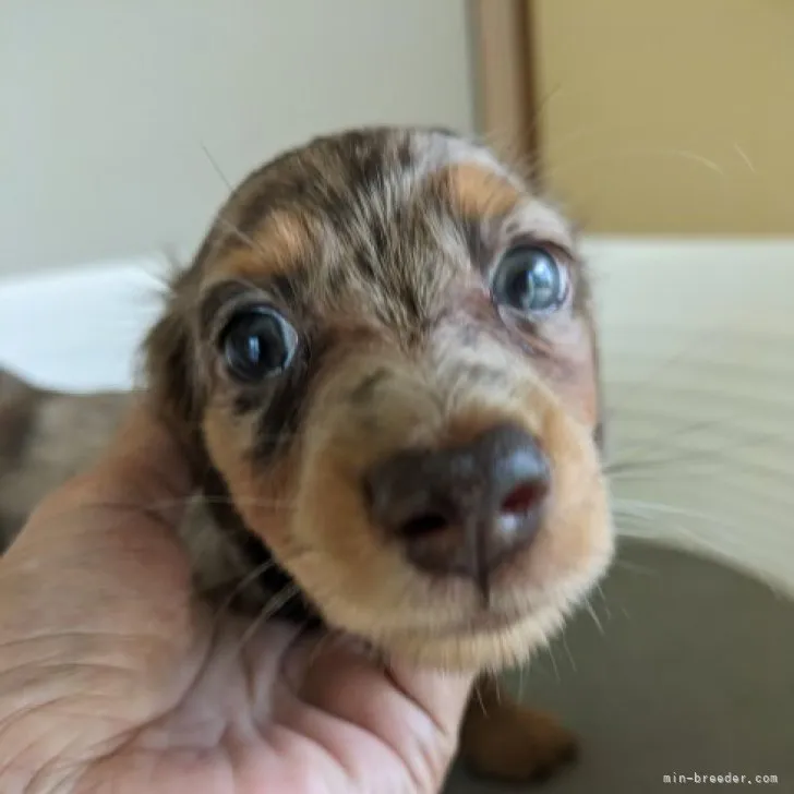 ID:2306-05061の子犬