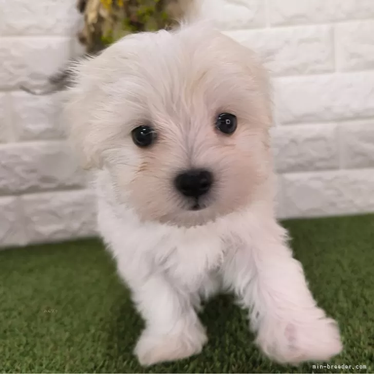 ID：2408-04223の子犬