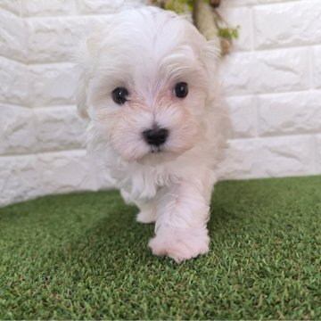マルチーズ【宮崎県・女の子・2024年7月24日・ホワイト】の写真「【見学9/20迄】レモン色強めの女の子です！」