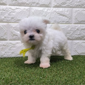 マルチーズ【宮崎県・男の子・2024年1月1日・ホワイト】の写真「おっとり可愛い男の子です！」