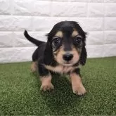 ミニチュアダックスフンド(ロング)【宮崎県・男の子・2023年11月23日・ブラックタン】の写真1