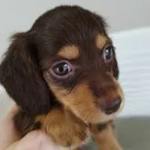 ミニチュアダックスフンド(ロング)【宮崎県・男の子・2023年6月8日・チョコタン】の写真1