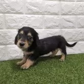 ミニチュアダックスフンド(ロング)【宮崎県・男の子・2023年11月23日・ブラックタン】の写真2