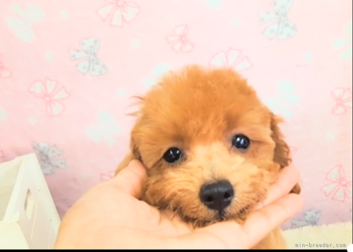 ☆★おめめがキラキラ★☆当犬舎で産まれました。｜岡田　英二(おかだ　えいじ)ブリーダー(茨城県・トイプードルなど・JKC登録)の紹介写真4