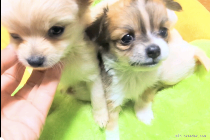 チワワロングの子犬達です♡｜岡田　英二(おかだ　えいじ)ブリーダー(茨城県・トイプードルなど・JKC登録)の紹介写真5